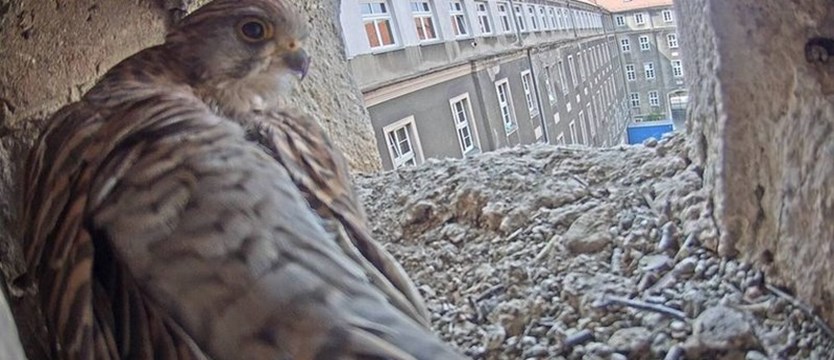 Pustułki wróciły do gniazda na Urzędzie Miasta w Szczecinie