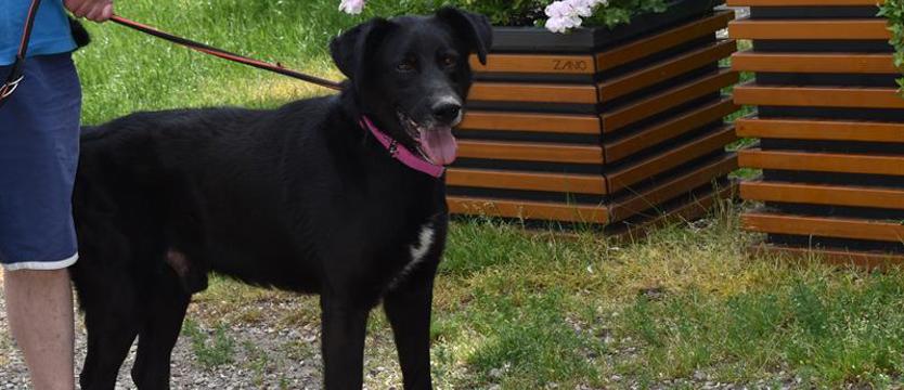 Szaman (dużo) słodszy niż myślisz