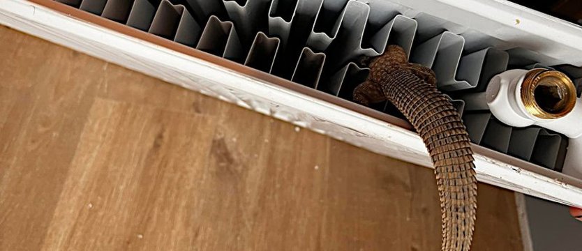 Nietypowa interwencja w Kobylance. Jaszczurka w opałach