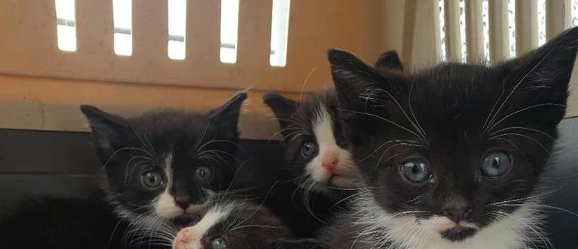 Wsparcie dla kociaków. TOZ: apel, zrzutka, pomoc