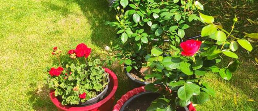 Cały Szczecin w kwiatach. Czas na Nagrodę Czytelników - rozpoczynamy głosowanie!