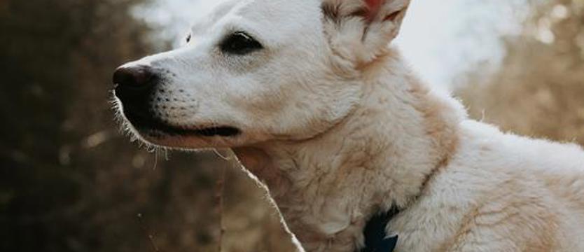 Weź mnie KURIEREM do domu. Jedyna taka Maja