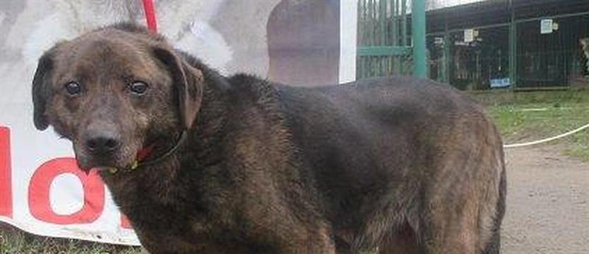 Rufusa ostatnia szansa