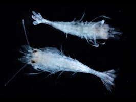 Badają zooplankton – pokarm ryb. Pół wieku współpracy z Amerykanami