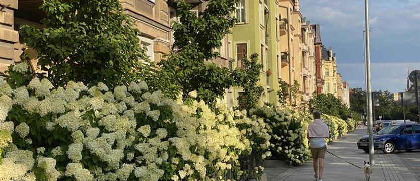 Kwiaty dla Szczecina. Radni zmienili nazwę akcji