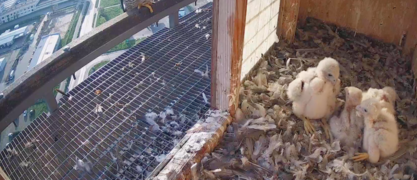 Pisklęta na kominie MEC. Można im nadać imiona