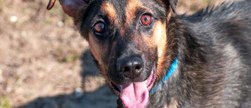 Zuma w (dziecięcym) zachwycie