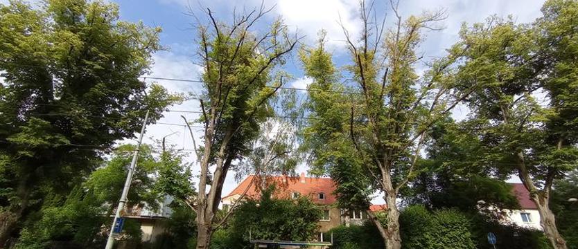 Po przebudowie ul. Arkońskiej. Szpalery zamierających koron