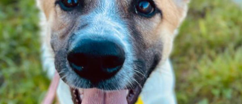 Weź mnie KURIEREM do domu. Nie ma jak Holly