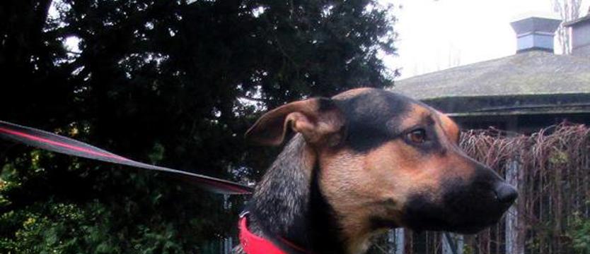 „Weź mnie KURIEREM do domu". Przytul Zosię