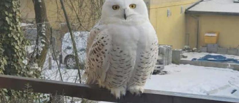 Sowa śnieżna poszukiwana. Prawdopodobnie uciekła z hodowli