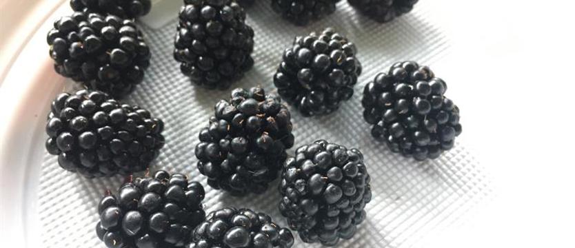 Ponad 20 ton jeżyn z Serbii zatrzymanych. Miały zmiany chorobowe i larwy