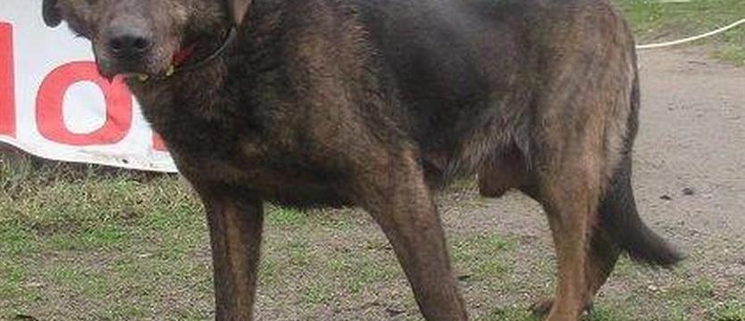 Rufusa ostatnia szansa