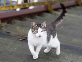 Wsparcie dla miejskich kotów wolno żyjących. Czy gmina może bardziej pomóc?