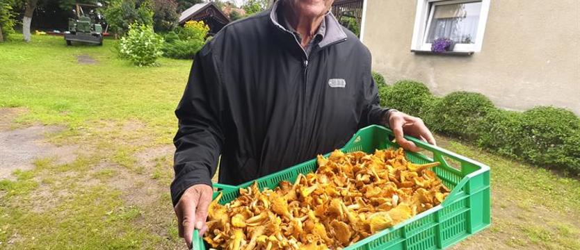 Pan Stanisław z Węgorzyna wrócił z lasu z 10 kilogramami kurek