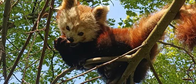 Wakacyjne atrakcje. A może do zoo?