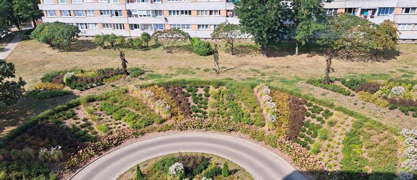 (kurier.kwiaty.10) Kwiaty Kaliny