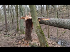 Zniszczenia w Lesie Arkońskim po wichurach