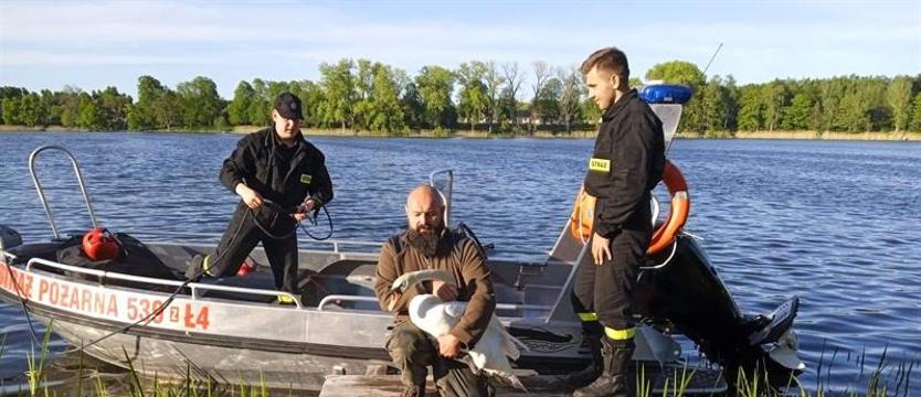 Akcja ratunkowa w Chociwlu. Łabędź miał złamaną nogę