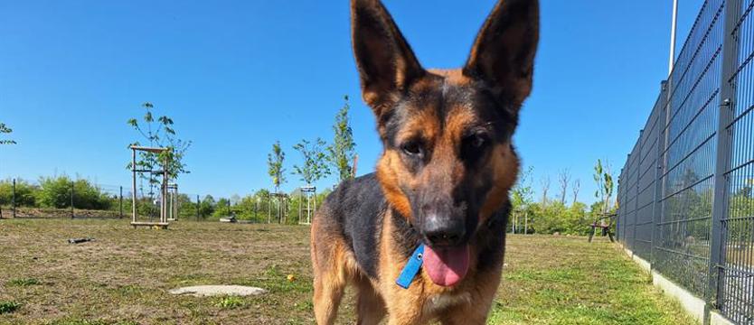 Weź mnie KURIEREM do domu. Gaja do przytulenia