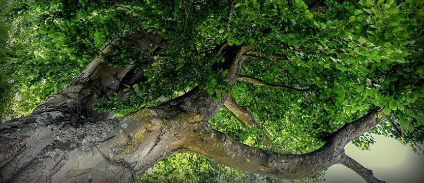 Honor dla drzew. Zielony ranking – w szacunku dla przyrody