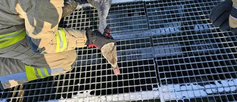 Strażacy z Dobrzan uratowali łabędzia. Był uwięziony w betonowym kanale