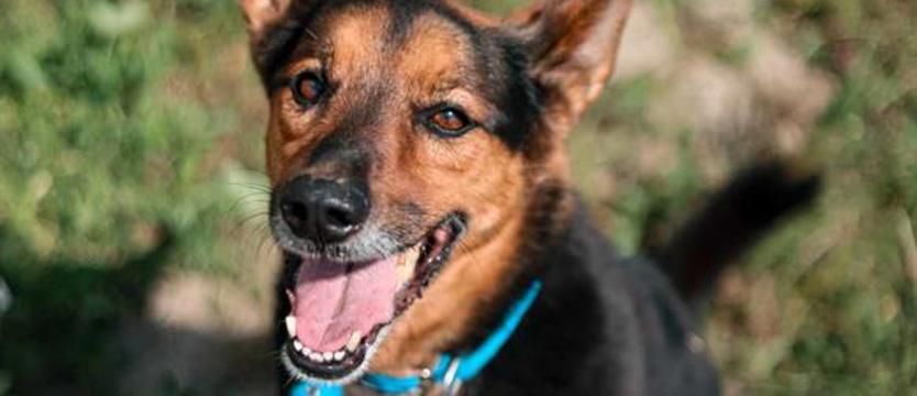 Indi, czyli podrap za uszkiem