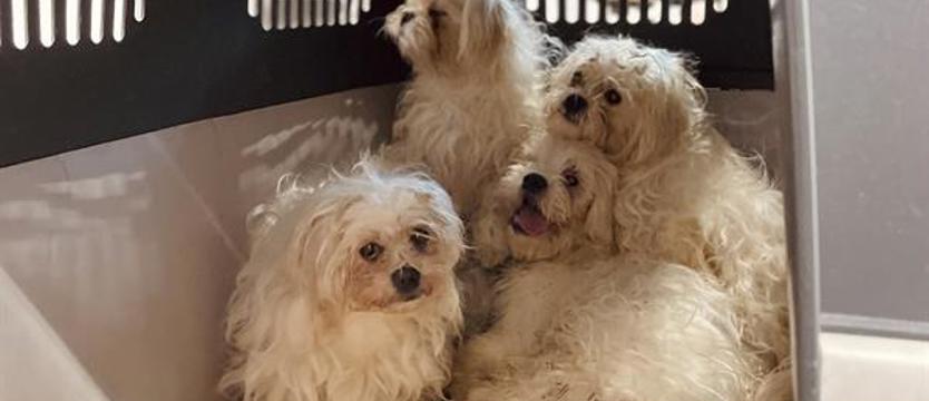 Dramat człowieka – krzywda zwierząt. Samotna starość i ślepe pragnienie miłości?