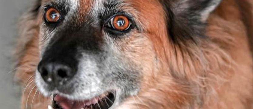 Weź mnie KURIEREM do domu. Rudy Rysiu - znów w potrzebie