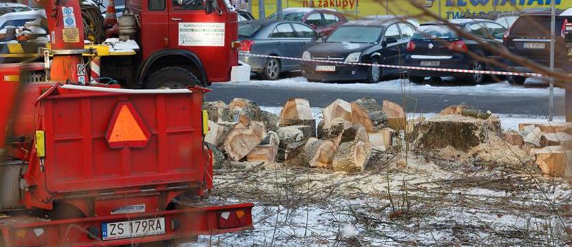 Ruszyła wycinka drzew przy Urzędzie Miasta. Protesty niewiele zdziałały