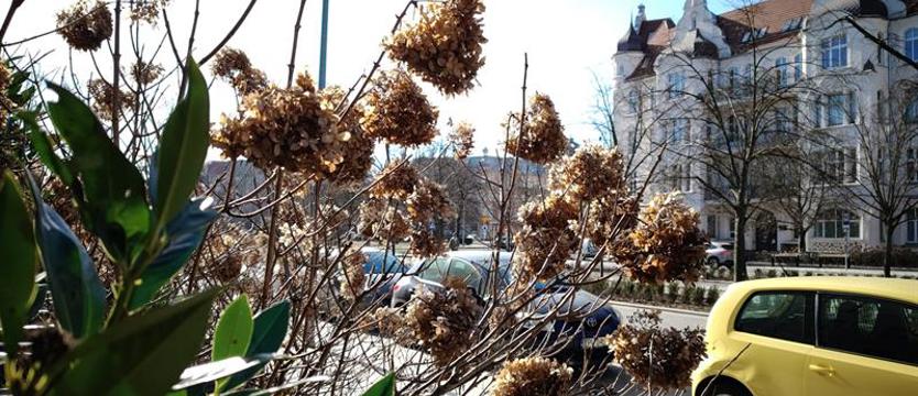 W przedogródkach źle się dzieje? Miasto (znów) pomoże wspólnotom