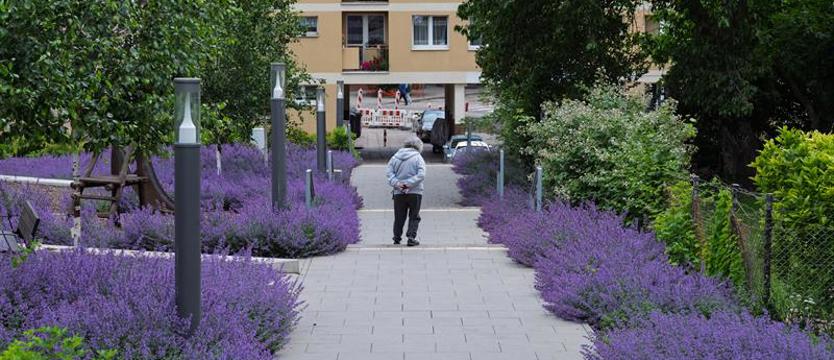 Fioletowa alejka zachwyca. Zakwitła kocimiętka
