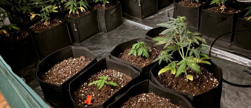 19-latek miał prawie 10 kg narkotyków i plantację marihuany