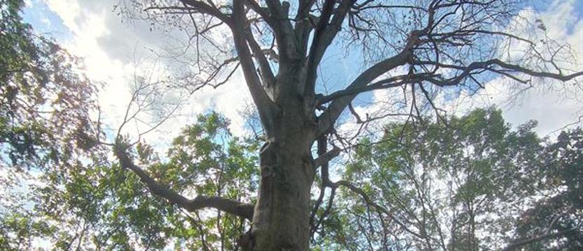 Te drzewa mogą zabić!