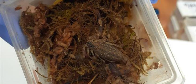 Zatrzymana przesyłka z Hongkongu. Zamiast narzędzi ogrodniczych - skorpiony