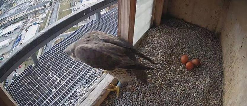 Jaja na kominie. Nila i Cieplik czekają na potomstwo