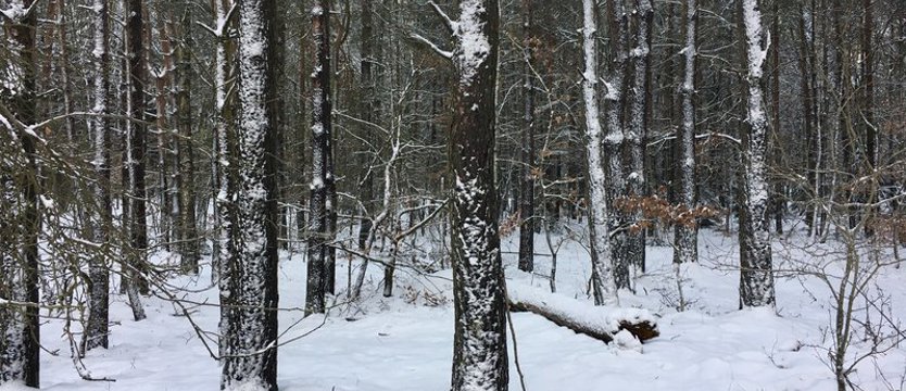 Ostrzegają przed mrozem. Nawet minus 16 st. C na wschodzie regionu