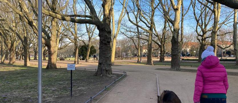 Dwa (martwe) drzewa na tle setek innych. Prosta uchwała – poważny problem