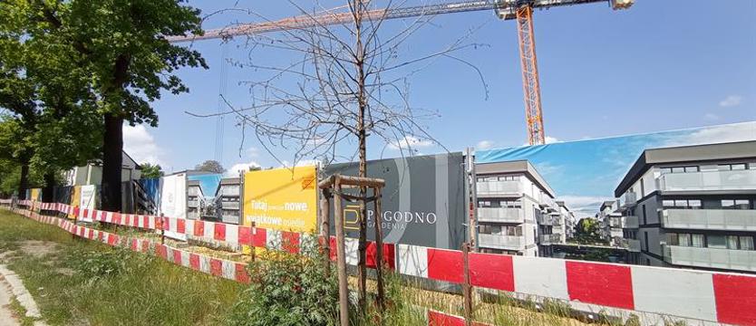 Nie szkoda młodych drzew? Pas (drogowy) martwych dębów