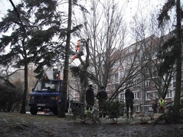 Wycinka drzew na placu Orła Białego w Szczecinie