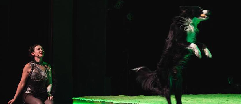 Czy pieski zjadły cały show? Tango dla dwojga…