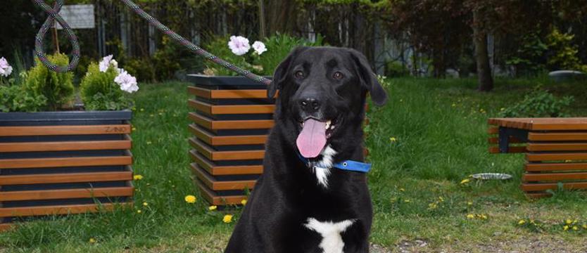 Weź mnie KURIEREM do domu. Musti poda łapę