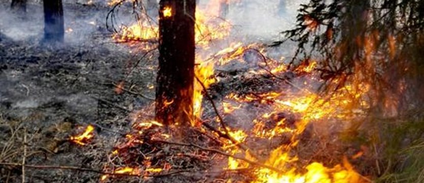 W lasach wysoki stopień zagrożenia pożarowego