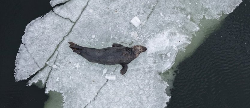 Martwa foka dryfowała na krze w Świnoujściu