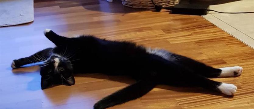 Przyślij zdjęcie pupila