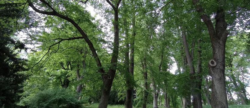 Śladem wiekowych drzew i tajemnic