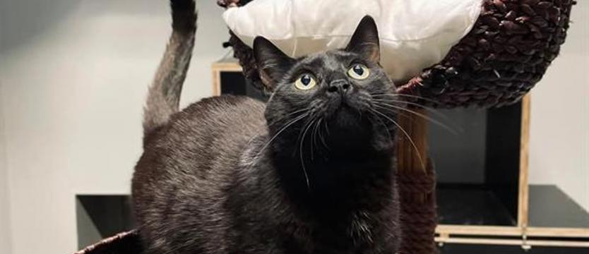 Weź mnie Kurierem do domu. Meteo i... wszystko jasne?