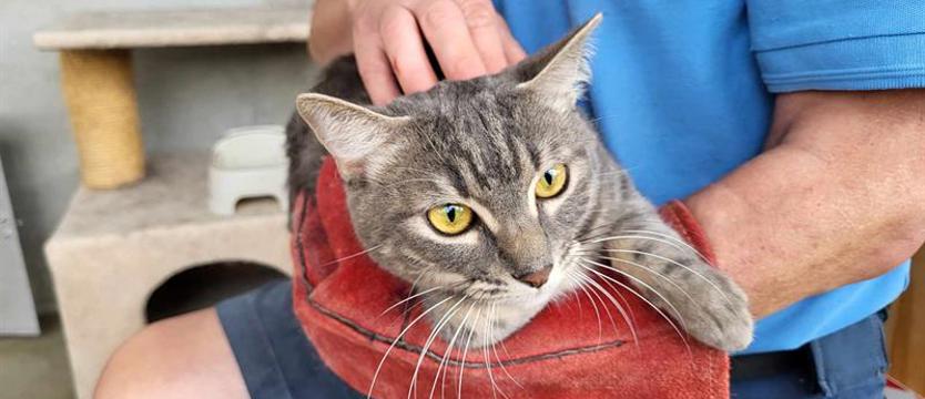 Dla schroniskowych mruczków. Wolontariat – nie tylko od głaskania