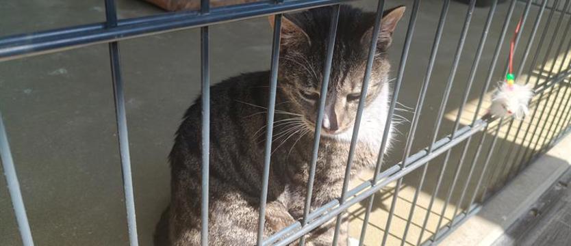 Polacy opracowali lek na koci katar