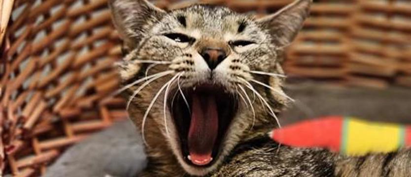 Dzień Zwierzaka w Galerii Gryf. Wsparcie dla schroniska